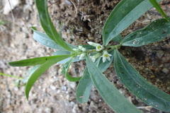 Enicostema axillare subsp. axillare